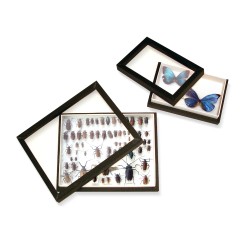Boîte d'entomologie vitrée