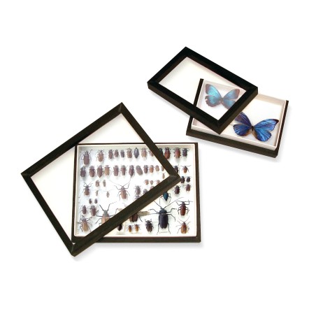 Boîte d'entomologie vitrée Noir Boîte d'entomologie vitrée Noir
